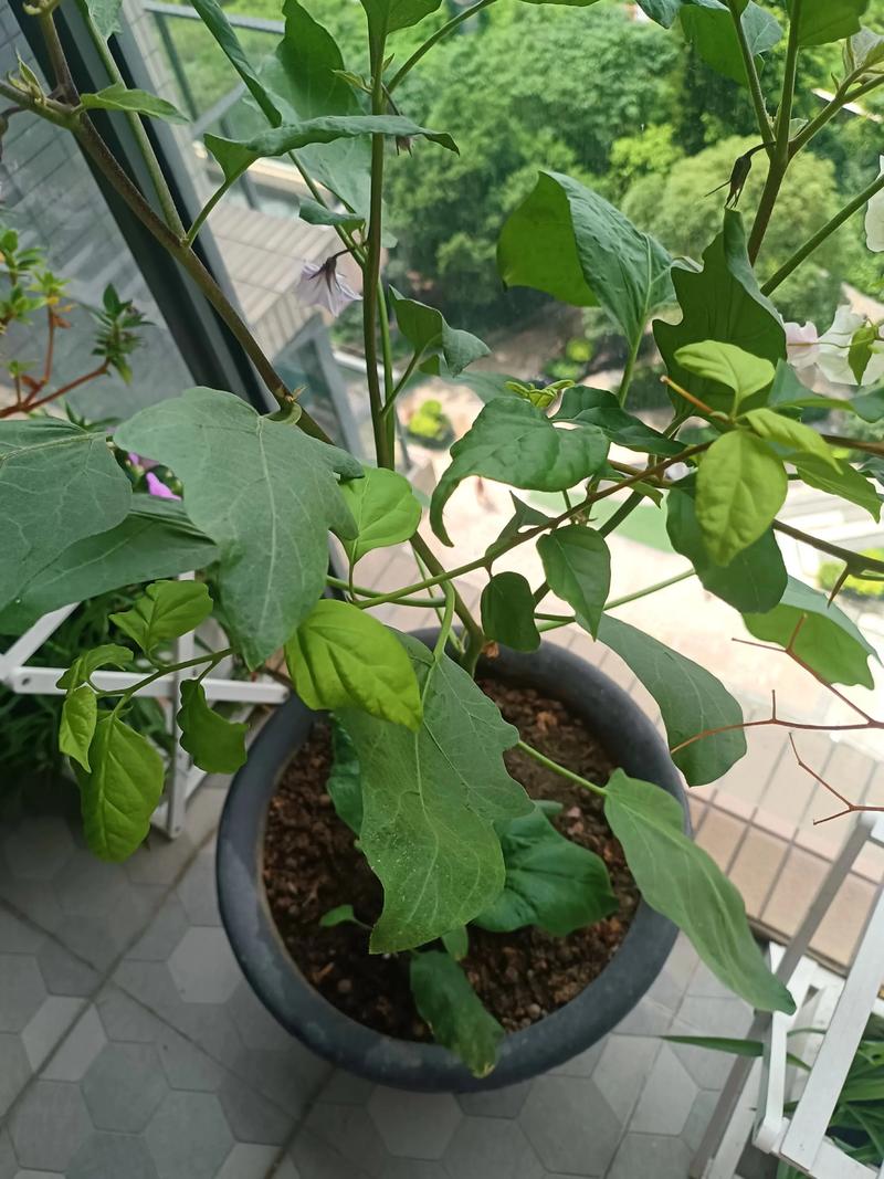 新建大棚茄子咋种好？关键技术是啥？-图3