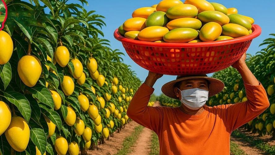 大棚芒果种植技术视频怎么学?-图1 大棚芒果种植技术视频怎么学?-图1