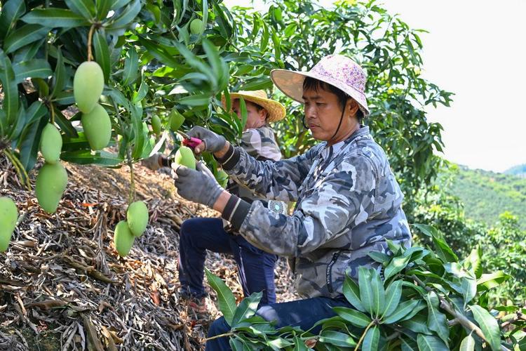 大棚芒果种植技术视频怎么学?-图2 大棚芒果种植技术视频怎么学?-图2