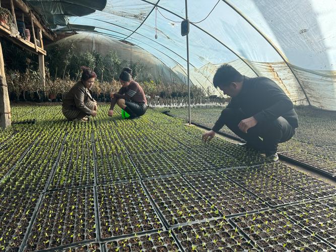 大棚花卉种植视频，关键技术要点有哪些？-图1