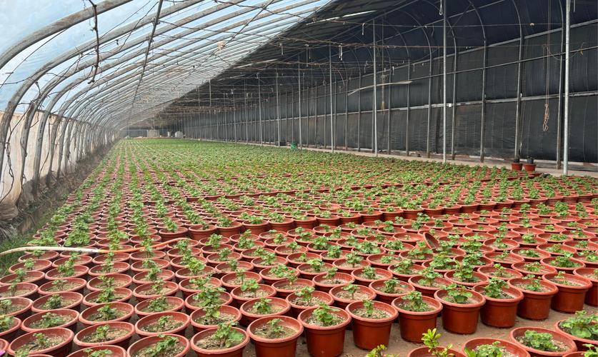 大棚花卉种植视频，关键技术要点有哪些？-图2