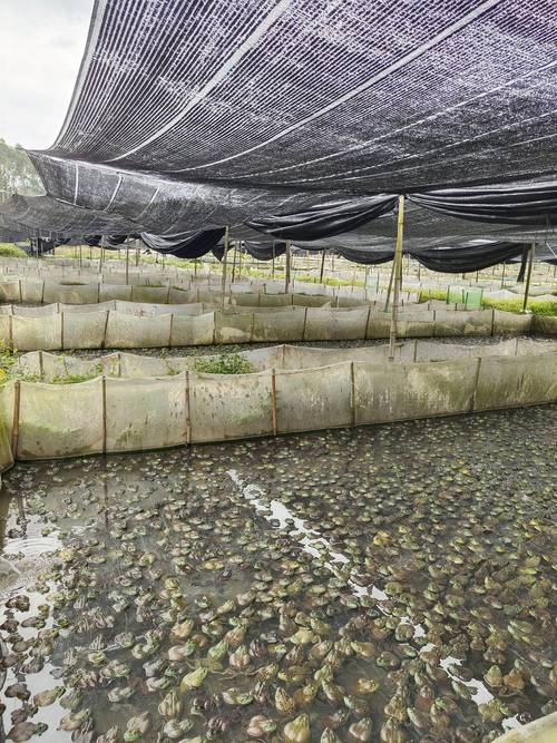 青蛙养殖技术视频，新手如何快速入门？-图1