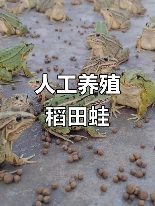 青蛙养殖技术视频，新手如何快速入门？-图2