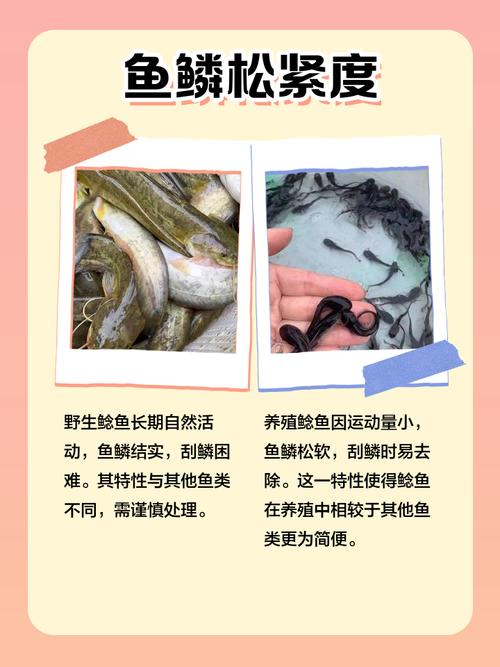 中华鲶鱼养殖技术视频-图1