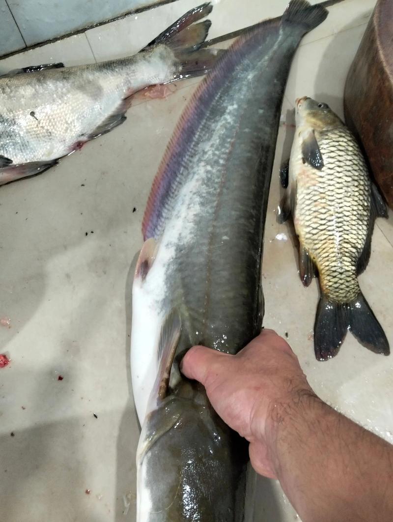 中华鲶鱼养殖技术视频-图3