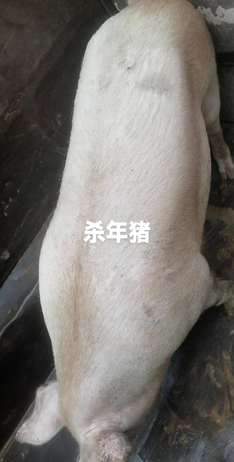 最肥的猪是什么品种-图1