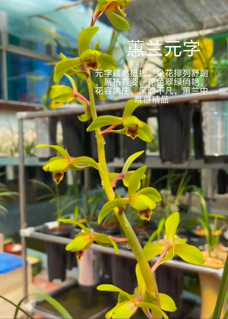 兰花老品种有多少钱-图1