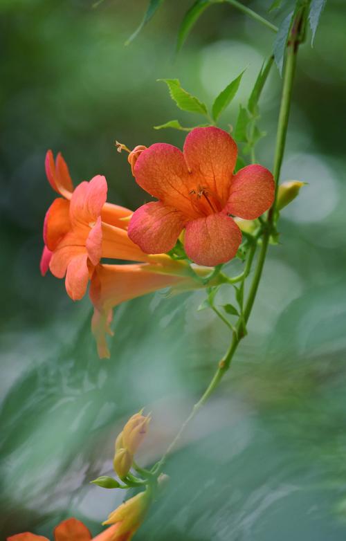凌霄花最耐寒的品种-图1