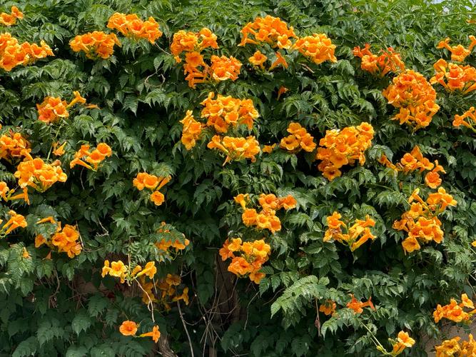 凌霄花最耐寒的品种-图2