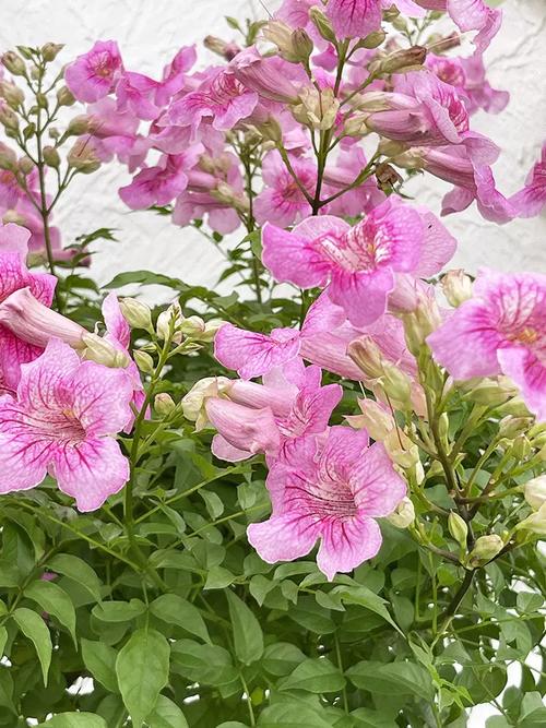 凌霄花最耐寒的品种-图3