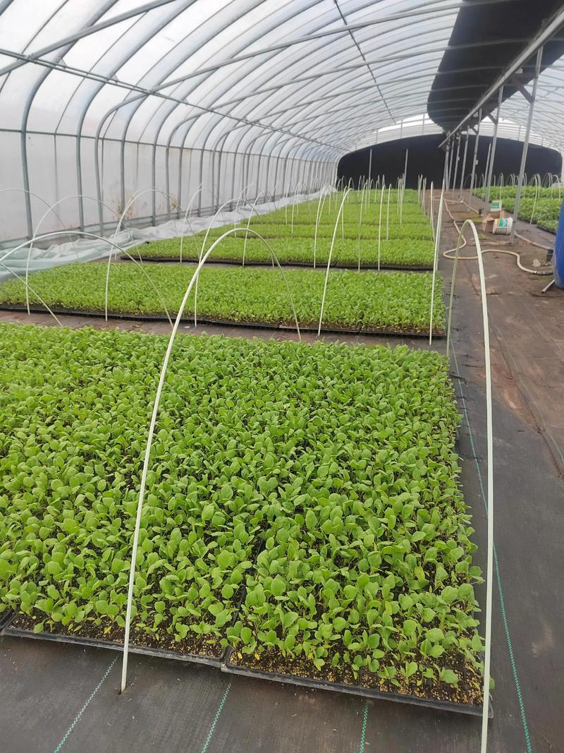 温室茄子种植技术视频,如何掌握关键要点?-图2 温室茄子种植技术视频,如何掌握关键要点?-图2