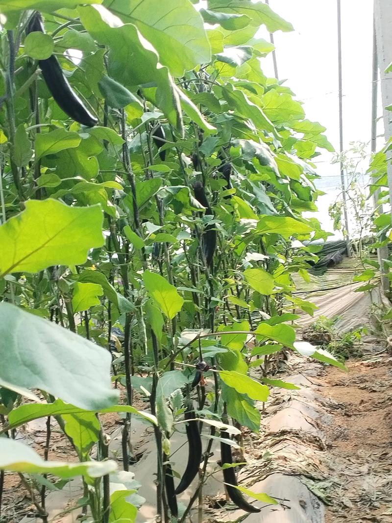 温室茄子种植技术视频,如何掌握关键要点?-图3 温室茄子种植技术视频,如何掌握关键要点?-图3