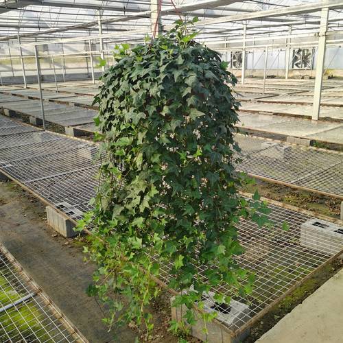 常青藤品种怎么选?-图1 常青藤品种怎么选?-图1