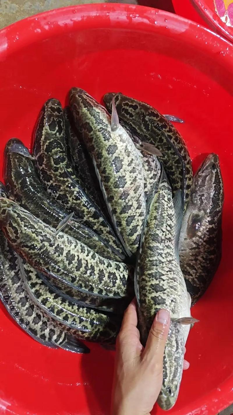 人工黑鱼繁殖技术视频，关键步骤有哪些？-图2