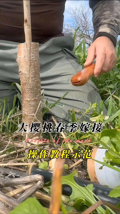 樱桃嫁接技术大全视频-图1 樱桃嫁接技术大全视频-图1