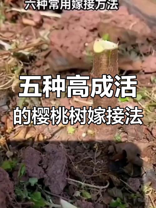 樱桃嫁接技术大全视频-图2 樱桃嫁接技术大全视频-图2