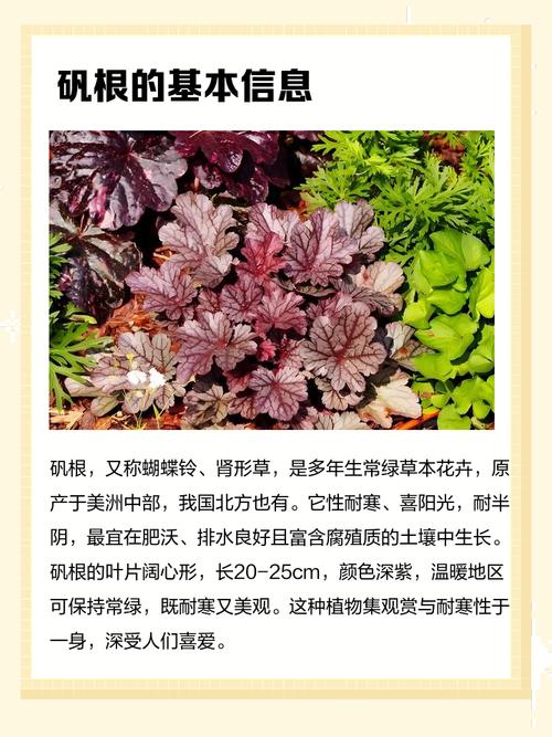 矾根品种究竟有多少?-图1 矾根品种究竟有多少?-图1