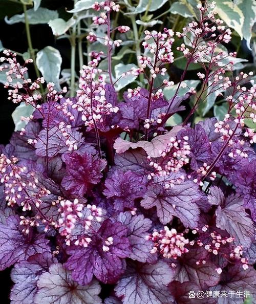 矾根品种究竟有多少?-图2 矾根品种究竟有多少?-图2