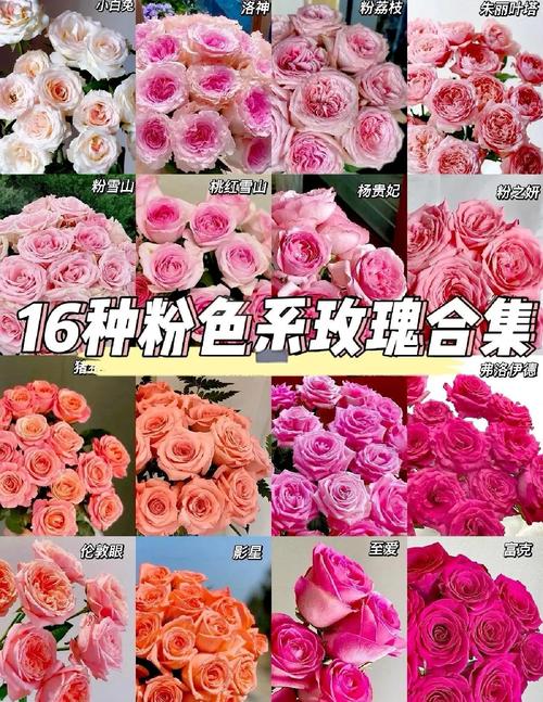 花卉市场玫瑰花品种-图1