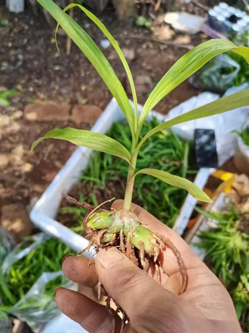 白芨种植技术要点有哪些？-图1