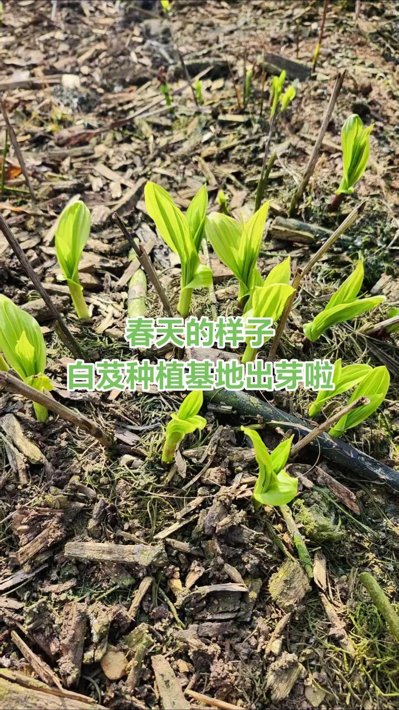 白芨种植技术要点有哪些？-图2
