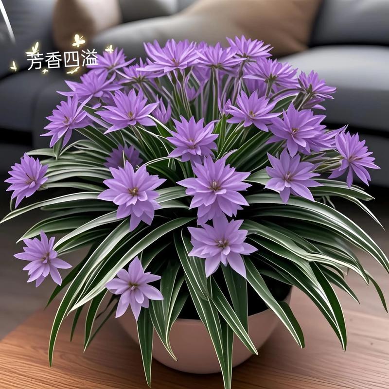 球兰垂吊哪个品种好-图1