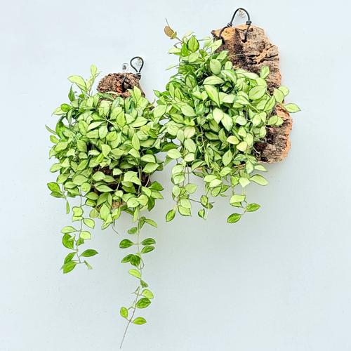 球兰垂吊哪个品种好-图2