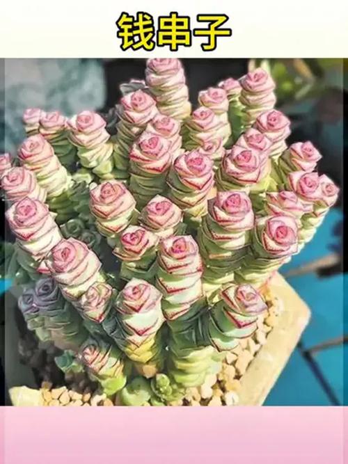 多肉植物钱串的品种-图1