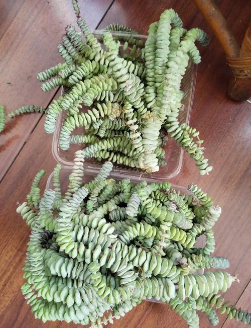多肉植物钱串的品种-图3