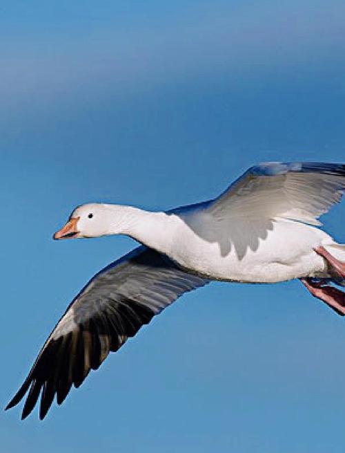 会飞的鹅品种有哪些?-图1 会飞的鹅品种有哪些?-图1
