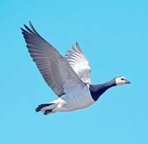 会飞的鹅品种有哪些?-图2 会飞的鹅品种有哪些?-图2