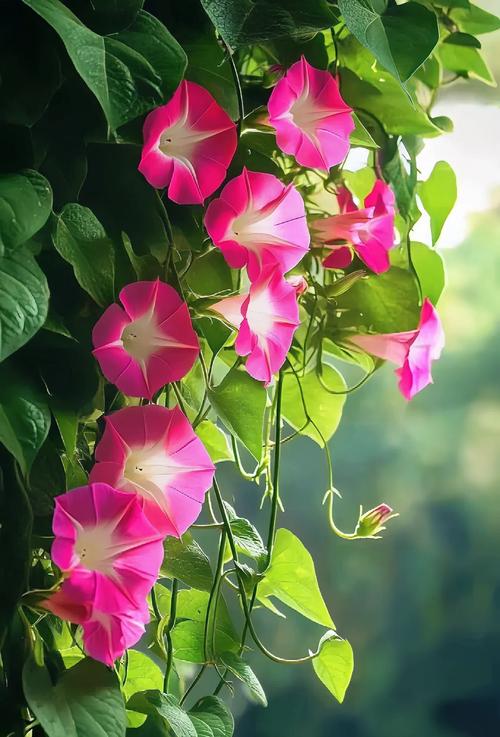 牵牛花的品种是什么-图1