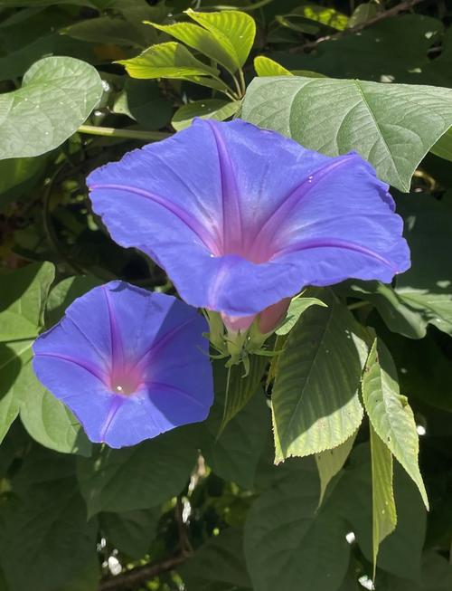 牵牛花的品种是什么-图2
