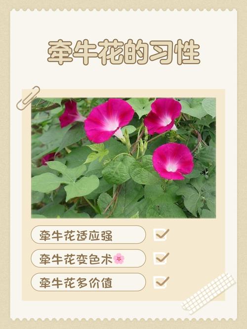 牵牛花的品种是什么-图3