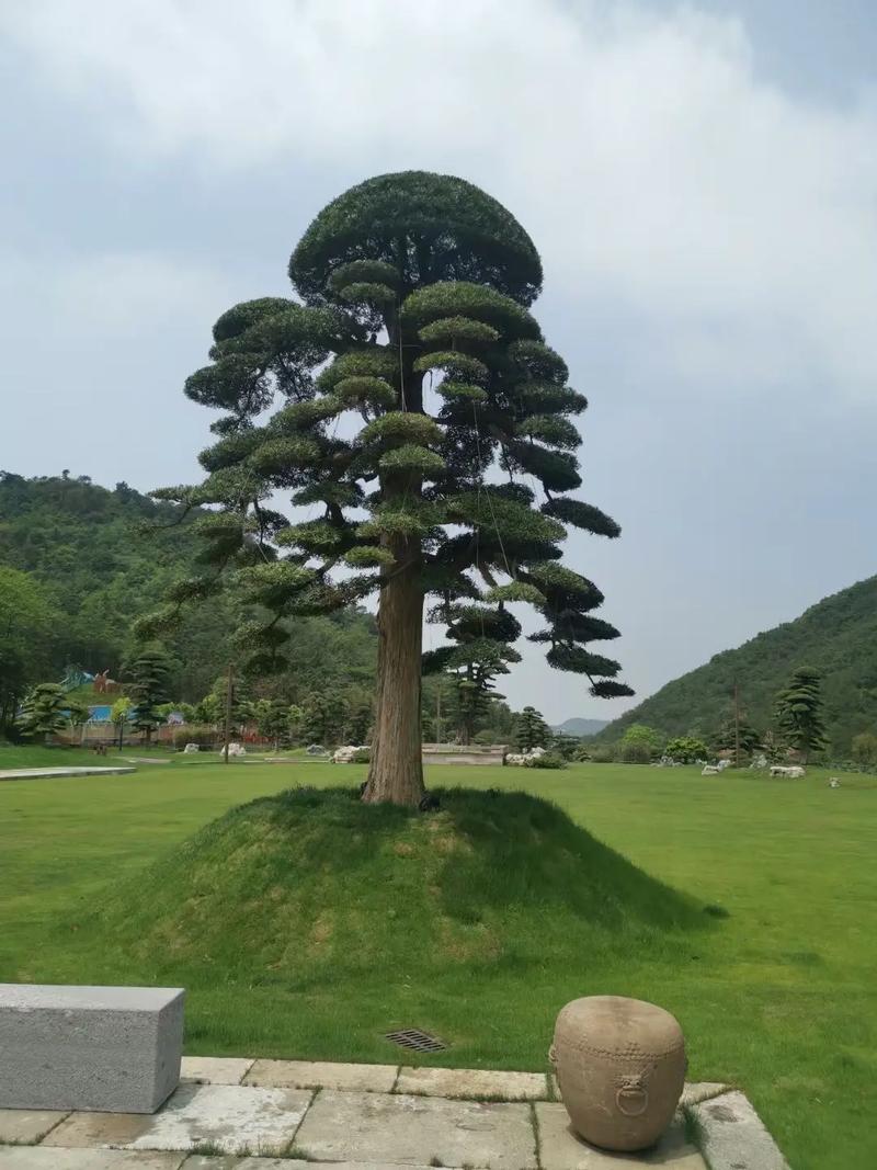 庭院罗汉松是啥品种-图1