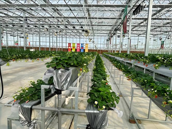 温室蔬菜立体种植技术如何实现高效增产？-图1