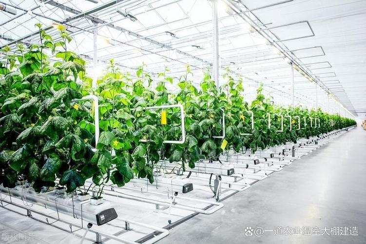温室蔬菜立体种植技术如何实现高效增产？-图2