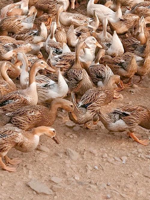 下蛋鸭品种有哪些？-图1