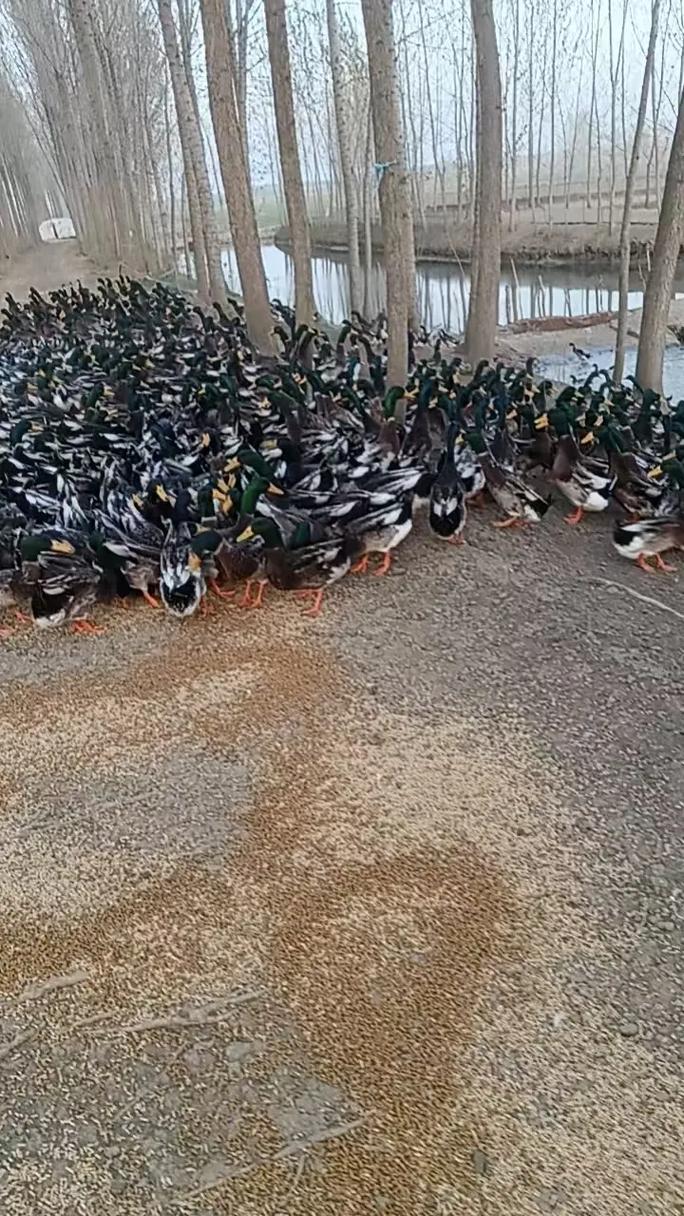 下蛋鸭品种有哪些？-图2