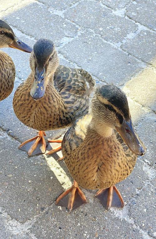 下蛋鸭品种有哪些？-图3