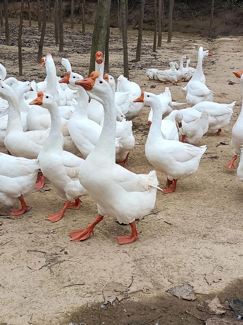 鹅的品种及生产性能-图1