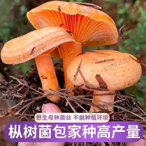 野生蘑菇能人工种植吗？技术难点在哪？-图1