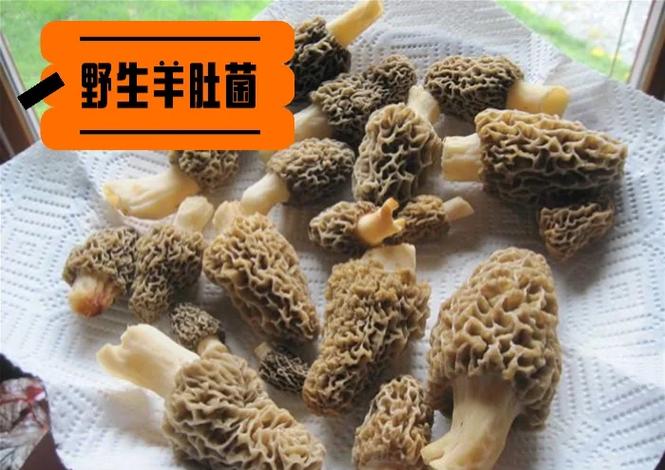 野生蘑菇能人工种植吗？技术难点在哪？-图2