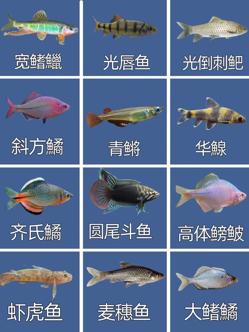 哪些淡水鱼适合特种养殖？-图1