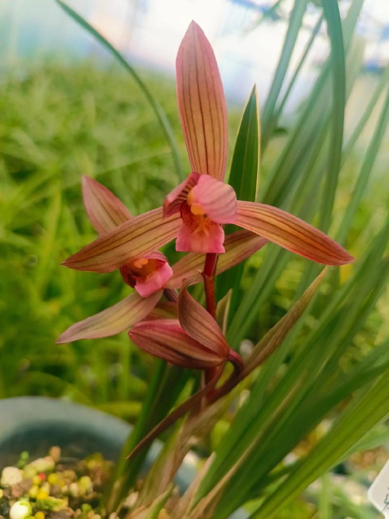 春剑兰花有多少品种-图1