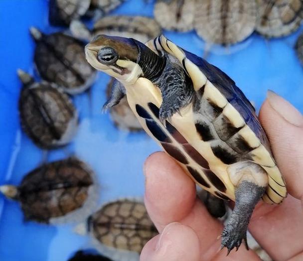 2025石金钱龟价格会涨还是跌？-图1