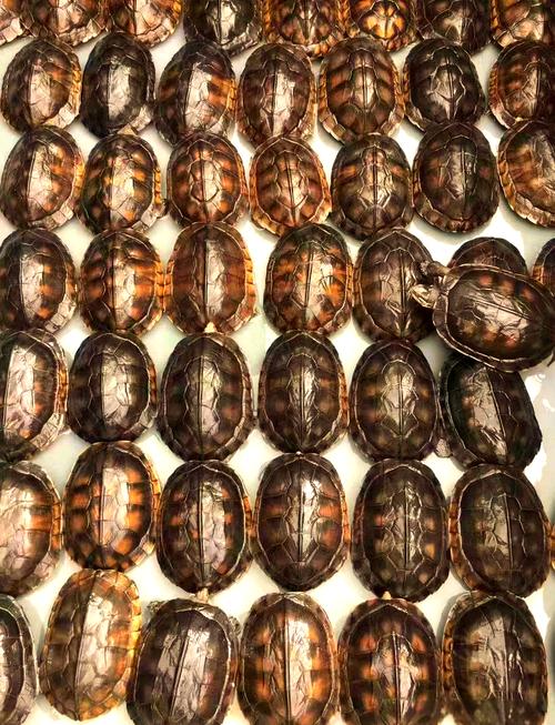 2025石金钱龟价格会涨还是跌？-图2