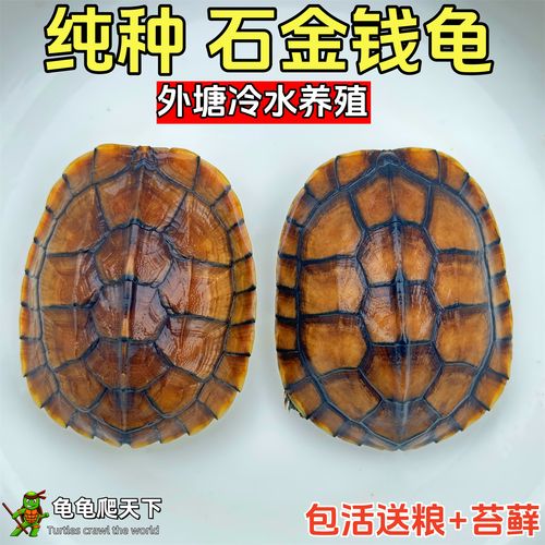 2025石金钱龟价格会涨还是跌？-图3
