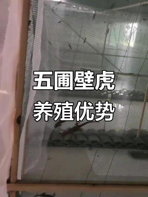 广西壁虎养殖技术视频怎么学？-图1