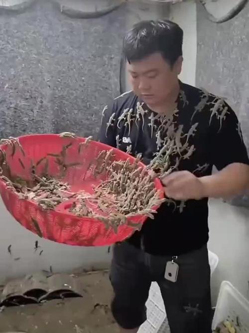 广西壁虎养殖技术视频怎么学？-图3